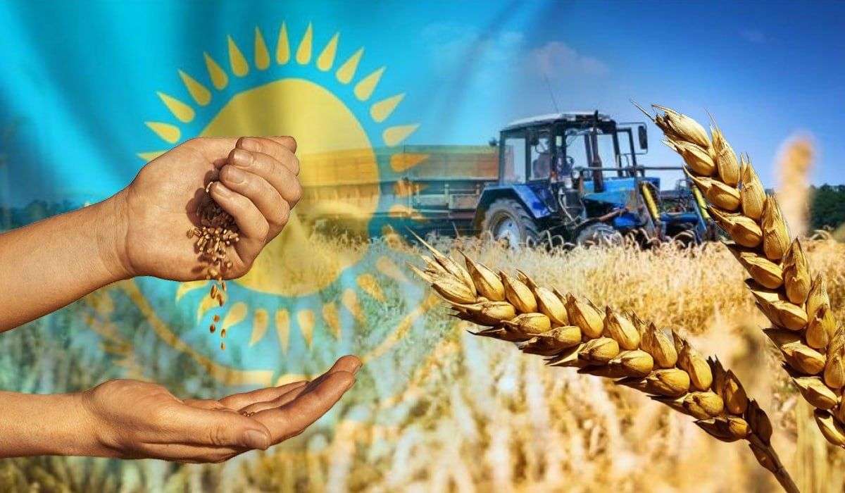 урожай зерновых в казахстане 2024 - AgroExpert