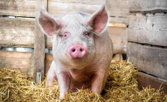 Cât trăiește un porc: Factorii care afectează durata de viață - agroexpert.md