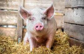 Cât trăiește un porc: Factorii care afectează durata de viață - agroexpert.md