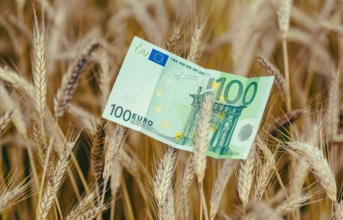 Европейский рынок пшеницы: конец недели, цены восстанавливаются - agroexpert.md