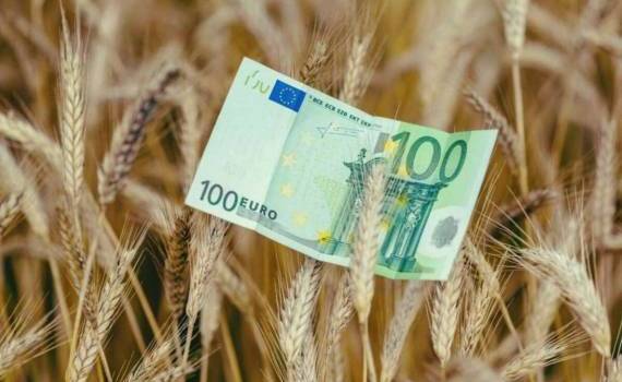 Европейский рынок пшеницы: конец недели, цены восстанавливаются - agroexpert.md