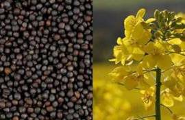 На мировых биржах отмечен рост цен на большинство масличных культур - agroexpert.md