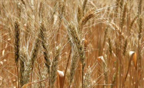 Что мешает экспорту французской пшеницы в сезоне 2024/25 МГ - agroexpert.md