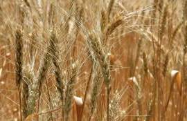 Что мешает экспорту французской пшеницы в сезоне 2024/25 МГ - agroexpert.md