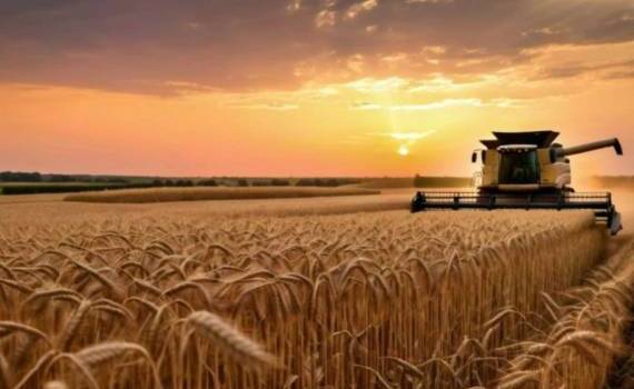 Мировое производство пшеницы в 2025/26 МГ будет рекордным — IGC - agroexpert.md