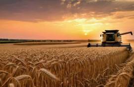 Мировое производство пшеницы в 2025/26 МГ будет рекордным — IGC - agroexpert.md