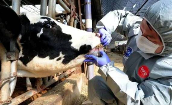 В Германии вспышка ящура: введены ограничения на реализацию продукции - agroexpert.md