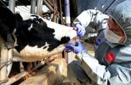 В Германии вспышка ящура: введены ограничения на реализацию продукции - agroexpert.md