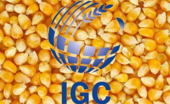 IGC снизила прогноз производства кукурузы в мире в 2024/25 МГ - agroexpert.md