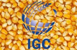 IGC снизила прогноз производства кукурузы в мире в 2024/25 МГ - agroexpert.md