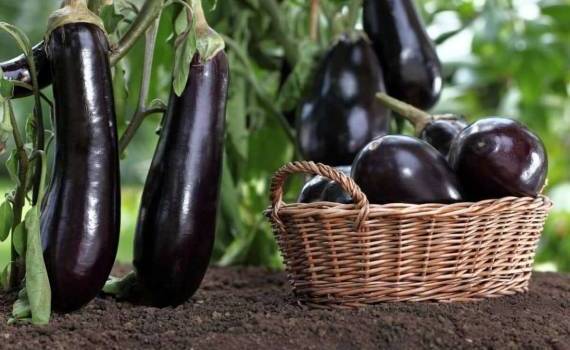 Производство баклажанов в 2023 году стало рекордным - собрано 60 млн тонн - agroexpert.md