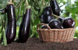 Производство баклажанов в 2023 году стало рекордным - собрано 60 млн тонн - agroexpert.md