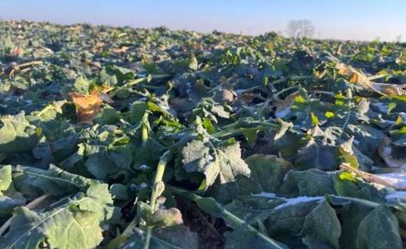 Стратегия внесения азота для озимого рапса в случае вегетации - agroexpert.md