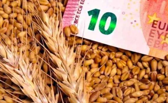 Европейский рынок пшеницы – цена немного выросла - agroexpert.md