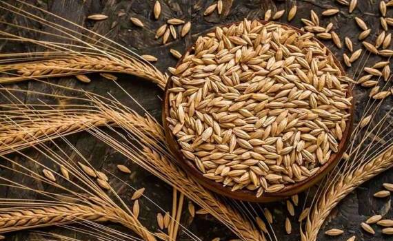 В Украине сформировались необычно высокие экспортные цены на ячмень - agroexpert.md