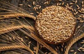 В Украине сформировались необычно высокие экспортные цены на ячмень - agroexpert.md