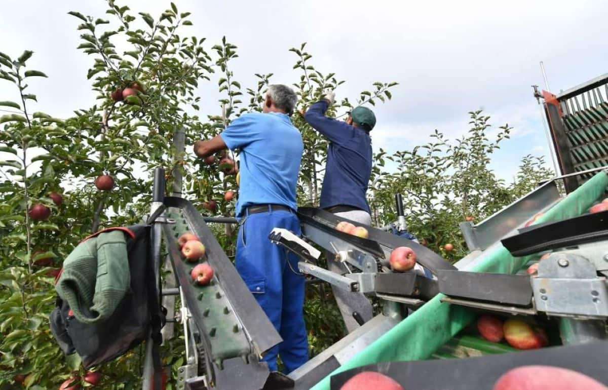 Топ-10 стран по производству фруктов и овощей - agroexpert.md