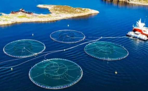 Румыния создаст свои первые черноморские рыбоводческие фермы в 2025 году - agroexpert.md