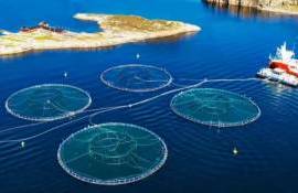 Румыния создаст свои первые черноморские рыбоводческие фермы в 2025 году - agroexpert.md