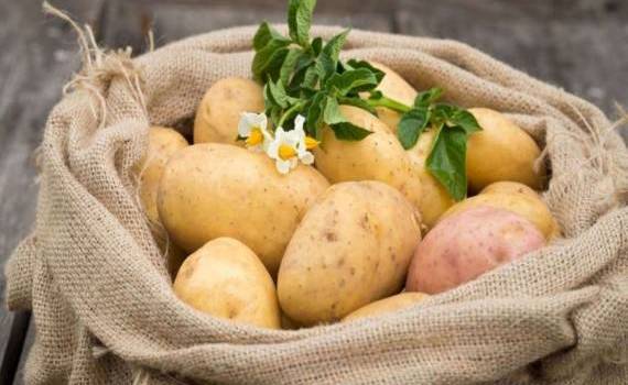 Румынские фермеры не хотят выращивать картофель из-за роста затрат - agroexpert.md