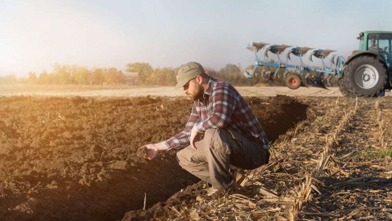 porumb fermieri cultură orz - agroexpert.md