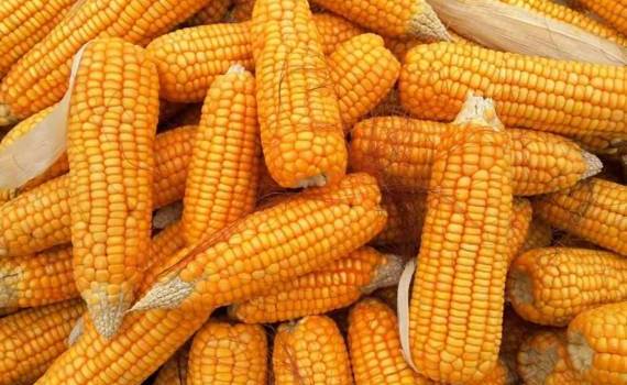 Украинская кукуруза до весны будет пользоваться большим спросом в ЕС - agroexpert.md