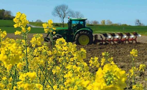 Украина делает ставку на рапс увеличив посевные площади на 7% - agroexpert.md