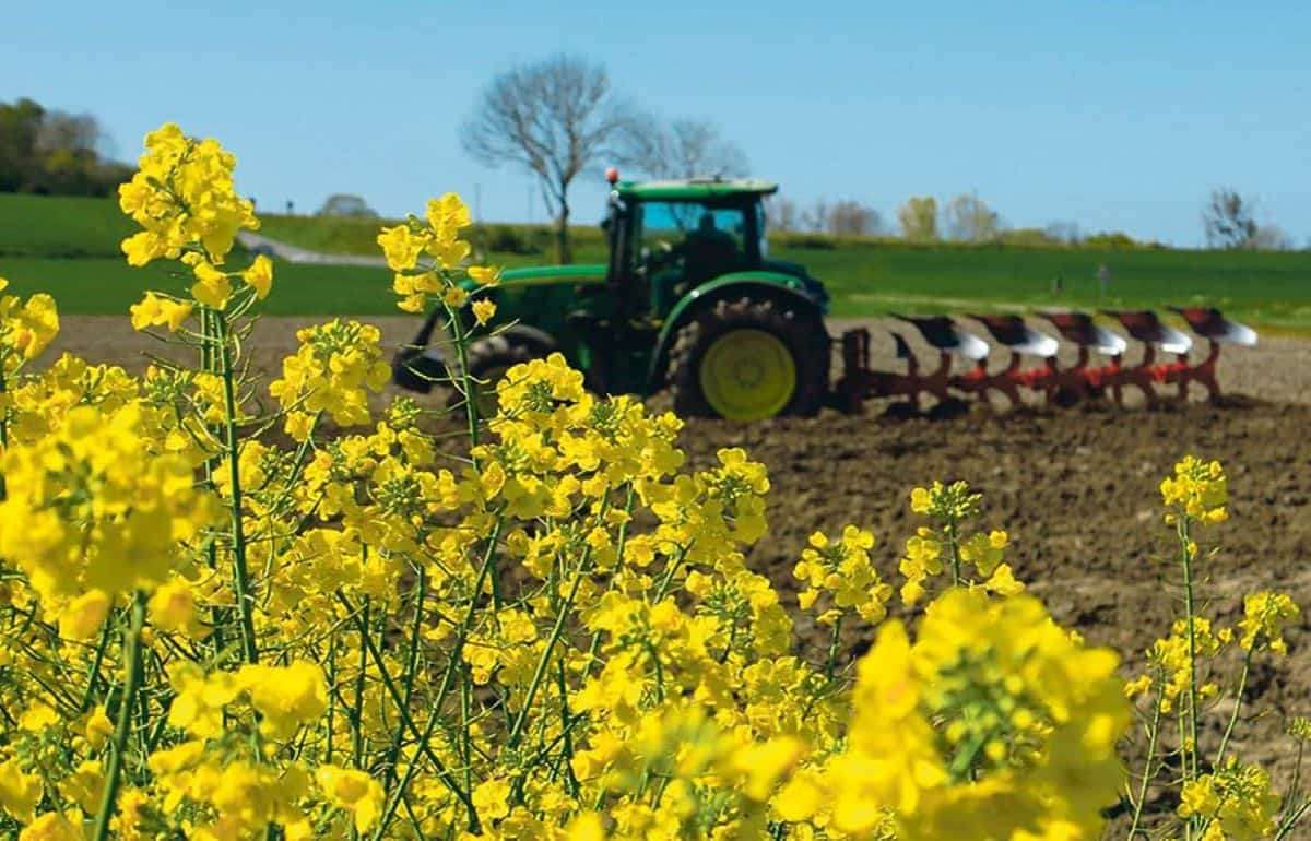 Украина делает ставку на рапс увеличив посевные площади на 7% - agroexpert.md