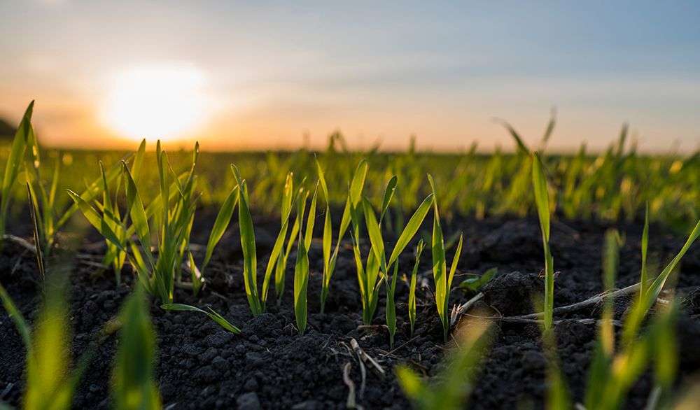  starea culturilor de toamnă - agroexpert.md