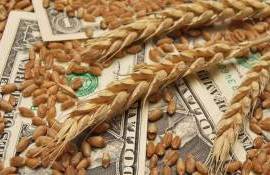 Мировой рынок зерна: пшеница, кукуруза и соя подорожали во вторник - agroexpert.md