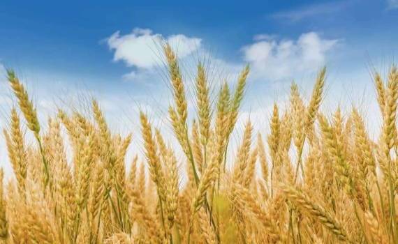 Евросоюз в 2024/25 МГ сократил экспорт пшеницы почти на 40% - agroexpert.md
