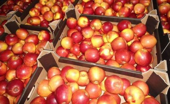 Рынок яблок Польши: цены растут, производство падает, экспорт оживает - agroexpert.md