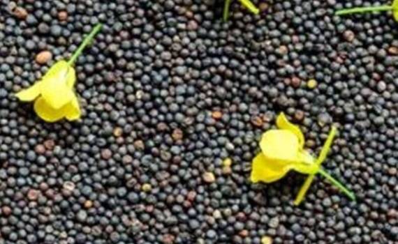 Прогноз производства рапса в ЕС на 2025/26 МГ повысился - agroexpert.md