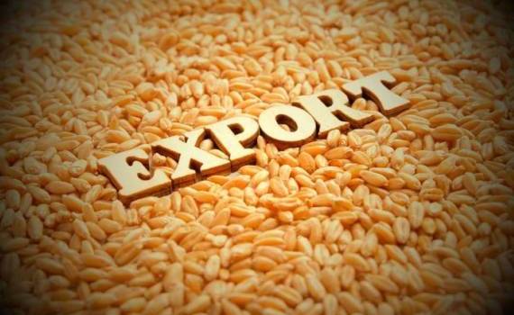 Потенциал экспорта российской пшеницы в 2025/26МГ сильно завышен - agroexpert.md