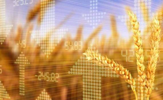 Мировой рынок зерна: пшеница, кукуруза подорожали, соя на максимуме - agroexpert.md