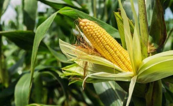 Глобальные факторы могут стать драйвером роста продаж украинской кукурузы - agroexpert.md