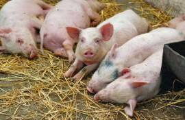 В РМ можно получить компенсацию пострадавшим от африканской чумы свиней - agroexpert.md