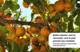 Bolile caisului: Cum le recunoști, cum le poți preveni sau combate - agroexpert.md