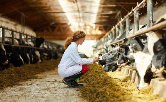 AGGRI: Granturi sectorul zootehnic - agroexpert.md