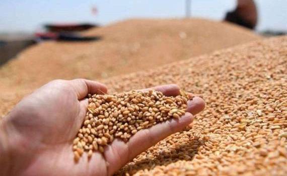 Экспорт зерна из ЕС в текущем сезоне упал на 33% - agroexpert.md