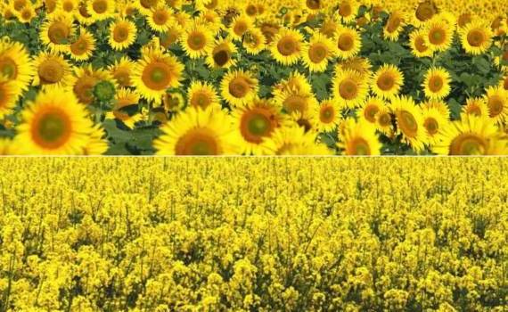 Как рыночные тенденции влияют на выбор украинских аграриев - что сеять - agroexpert.md