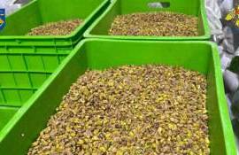Contrabandă cu nuci și fistic - agroexpert.md