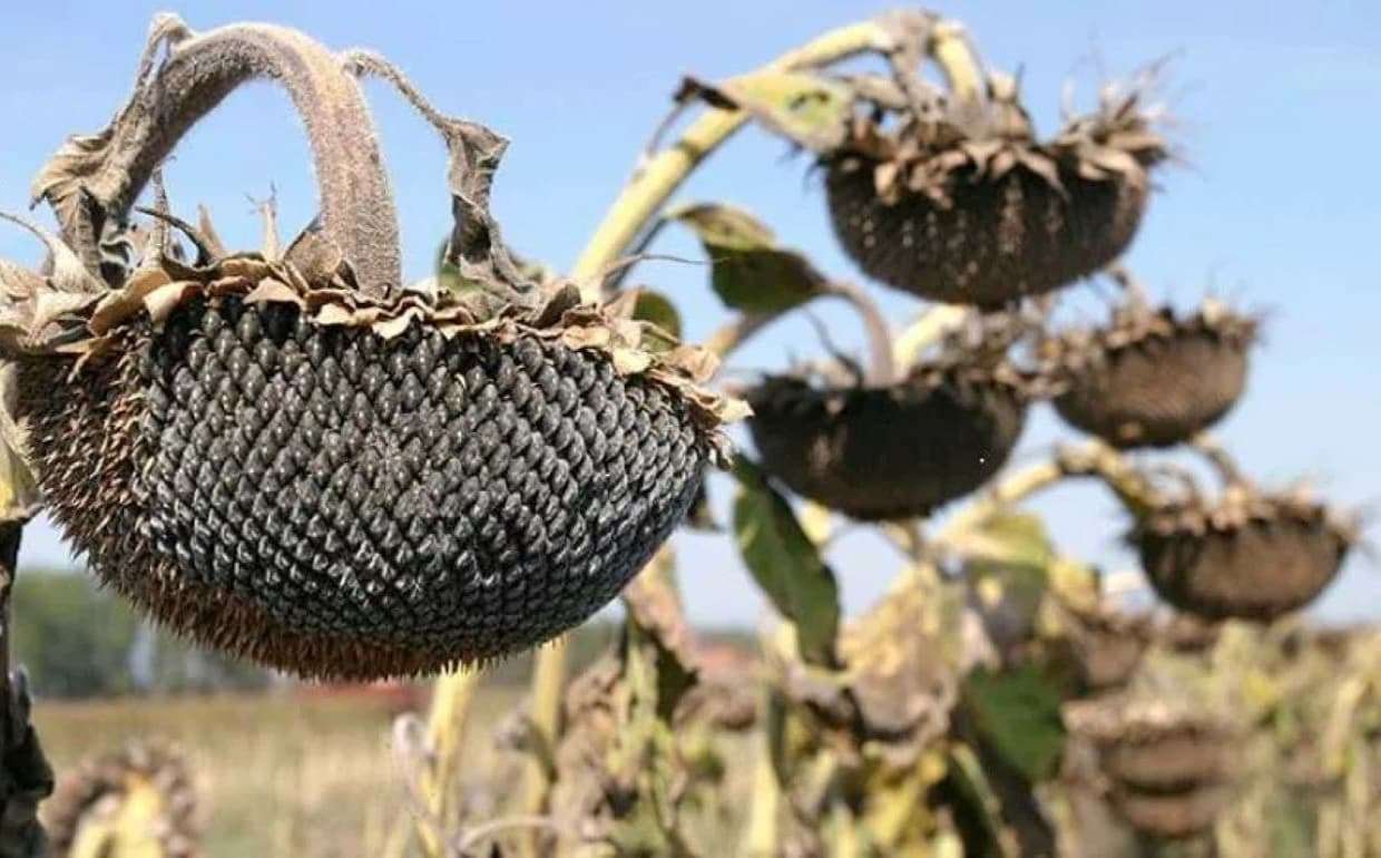 В Украине названы цены на подсолнечник нового урожая - agroexpert.md