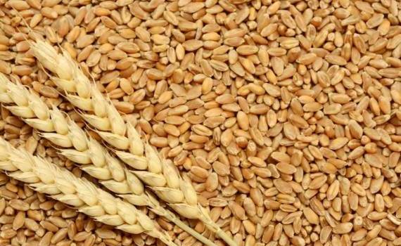 Рост мировых цен на пшеницу может достигнуть $250-270 за тонну - agroexpert.md