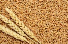 Рост мировых цен на пшеницу может достигнуть $250-270 за тонну - agroexpert.md