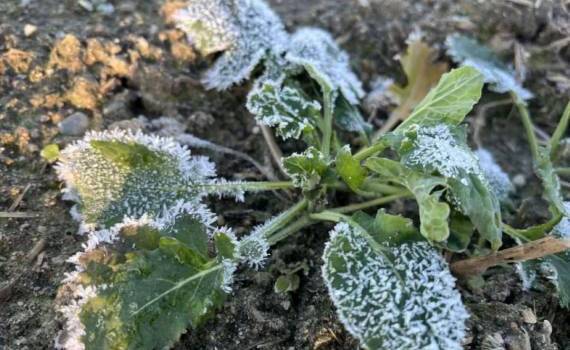 Как проверить, пережил ли рапс заморозки - agroexpert.md
