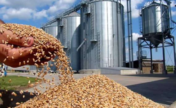 Снижен прогноз мирового производства зерна в сезоне 2024/25 - IGC - agroexpert.md