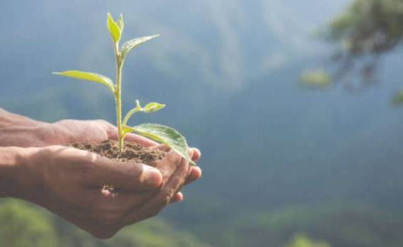 Campania de împădurire - agroexpert.md