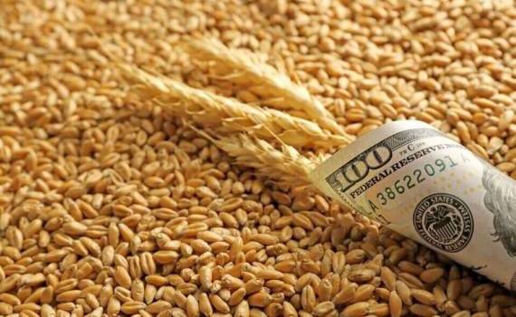 Продажа пшеницы на рынке Украины становится выгоднее ее экспорта - agroexpert.md