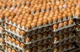 Один миллиард долларов на преодоление дефицита яиц потратят в США - agroexpert.md